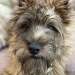 Dexter-cairn - @dextercairn2 - Instagram