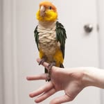 Dexter the Caique - @dextercaique - Instagram