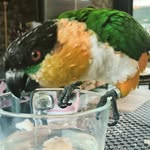 Dexter the Caique - @dexter_caique - Instagram