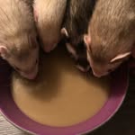 Dexter , Cameron & Baby Girl - @ferrets_ferrisbueller - Instagram