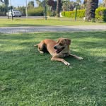 Dexter Cameron - @kamayosiya - Instagram