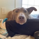 Dexter Cameron - @dexte156 - Instagram
