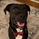 Dexter Cameron II - @jeanneanddex - Instagram
