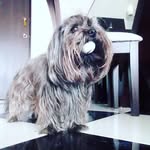 Dexter - @dexter_cardo - Instagram