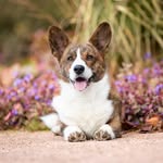 Dexter the Welsh Corgi - @dextercardiganwelshcorgi - Instagram