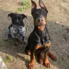 Prince of Barkness - @dextercardashian - TikTok