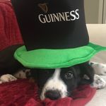 Dexter Castelli Auteri - @dextercastledog - Instagram