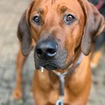 Dexter - @dexter_from_mistery_castle - Instagram