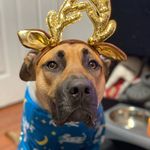 Dexter Cavanaugh - @dexter_the_determined - Instagram