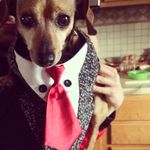 Dexter - @dexterxcavanaugh - Instagram