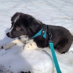 Dexter Chadwick - @dexterleeringz - Instagram