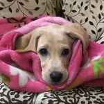 Dexter - @dexterchandok - Instagram