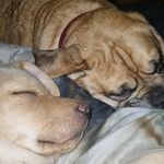 Chance Dexter and Finn - @chance_dexter_finn - Instagram