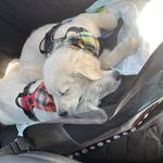 Dexter & Chance - @thecreampuffbros - Instagram