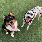 Dexter & Chance - @dex_and_chance - Instagram