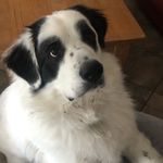 Dexter - @dexters.second.chance - Instagram