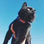 Dexter - @dexters_chance - Instagram