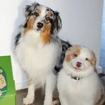 Penny, Dexter & Chance 🐶 - @penny.dexter.chances.world - Instagram