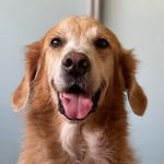 @derpydexterchang - Instagram