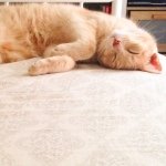 Dexter Chapman-Hundley - @dextertheorangesensation - Instagram