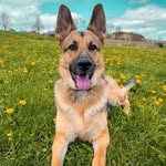 Dexter - @dexter_chapman_ - Instagram