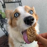 Tory Dexter Charles - @torythecorgi - Instagram