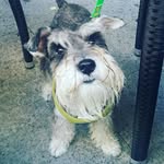 Dexter Chiu - @dexterelschnauzer - Instagram