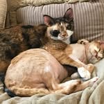 Dexter & Clementine - @dexterandclem - Instagram