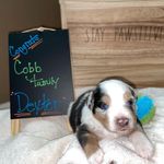 Dexter “Dash” Cobb - @dexterdaaussie - Instagram