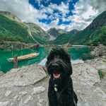 Dexter🐶 - @dexterthecobberdog - Instagram