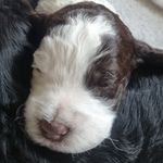 Dexter Nor - @dextercobberdog - Instagram