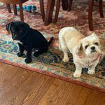 Dexter and Bella Coles - @bullshih_t - Instagram