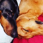 dexter and samson collier - @low.rider.collier.boys - Instagram