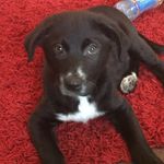 Dexter - @dexter_collie_retriever - Instagram