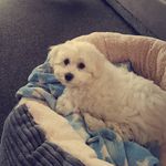 dexter - @dexter_collier_ - Instagram