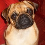 Dexter - @dexter_collins - Instagram