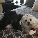 Dexter & Max Combs - @dextermaxcombs - Instagram