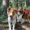 Dexter and Coley - @dextersvida - TikTok