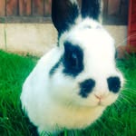 Dexter Conway🐰 - @dexterconwaybunny - Instagram