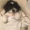Dexter Conway - @dexter_the_doggy2021 - TikTok