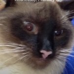 Dexter Cottrell - @dexterthekittenboy - Instagram