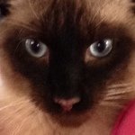 Dexter Cottrell - @dextercatboy - Instagram