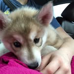 Dexter Ray Morgan Lohman Crane - @dexter.morgan.crane - Instagram