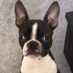 Dexter Curry - @dexie.the.boston - Instagram