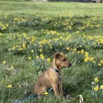 Dexter Daugherty - @dextertheshepmix - Instagram