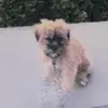Dexter day - @dexter.laney - TikTok
