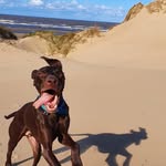 Dexter - @dexter_days2016 - Instagram