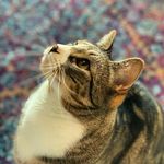 Dexter, Daisy & Chester Decker - @cats_and_decker - Instagram