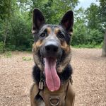 Dexter Decker 🇺🇸 - @dexter_the_protector_ - Instagram