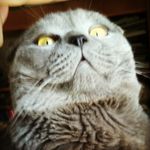 Dexter <Scottish Fold> Decker - @dex_decker - Instagram